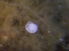 Cibicidoides dispars