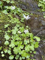 Kumlienia hystricula