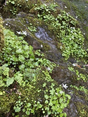 Kumlienia hystricula