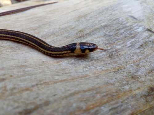 Tantilla excelsa