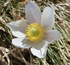 Pulsatilla vernalis