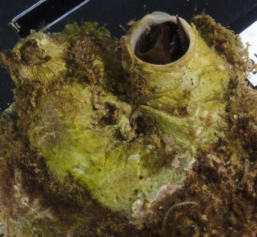 Vermetus alii, 2017-05-26