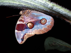 Catoblepia orgetorix