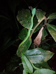 Bothriechis guifarroi