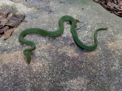 Drymobius chloroticus