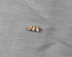 Prepocosma schalidota