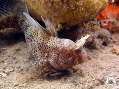 Parablennius tentacularis