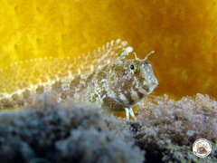 Parablennius tentacularis