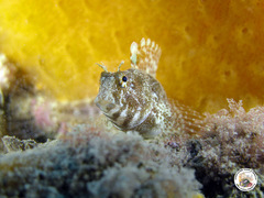 Parablennius tentacularis