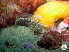 Parablennius tentacularis