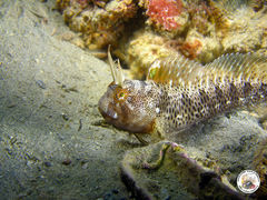 Parablennius tentacularis