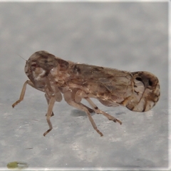 Nymphocixia caribbea
