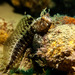 Tentacled Blenny - Photo (c) Federico Boscolo, some rights reserved (CC BY-NC), uploaded by Federico Boscolo