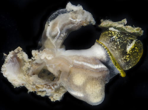 Dendropoma platypus observed 2017-05-28