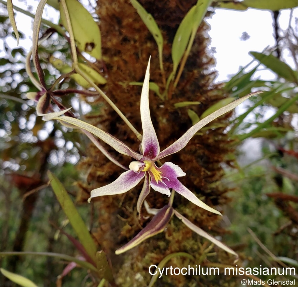 Cyrtochilum misasianum