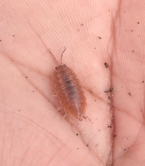 Porcellio laevis