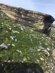 Prasiola meridionalis