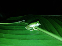 Teratohyla pulverata