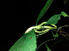 Oxybelis brevirostris