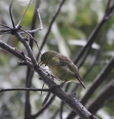 Hemignathus wilsoni