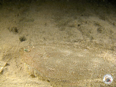 Arnoglossus