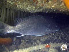 Sciaena umbra
