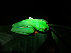Agalychnis