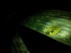 Sachatamia albomaculata