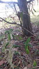 Billardiera mutabilis