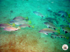 Sciaena umbra