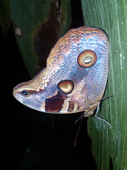 Catoblepia orgetorix