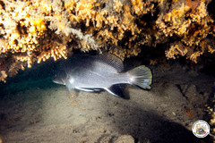 Sciaena umbra