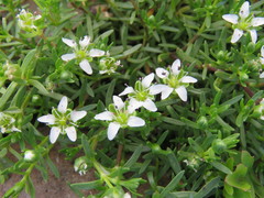 Arenaria serpens