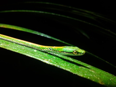 Leptophis nebulosus