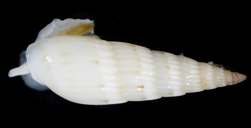Hastula albula observed 2017-05-28