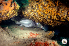 Sciaena umbra