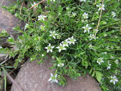 Arenaria serpens