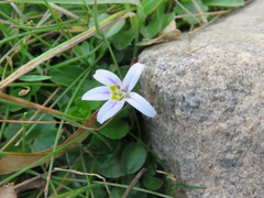 Lobelia oligophylla