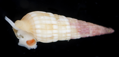 Terebra affinis observed 2017-05-28