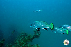 Sciaena umbra
