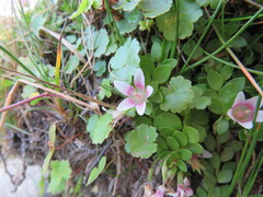 Lysimachia buxifolia