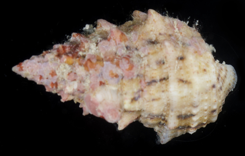 Cerithium echinatum observed 2017-05-28