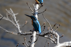 Alcedo atthis