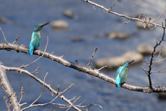Alcedo atthis