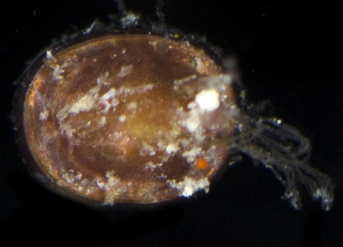 Williamia radiata observed 2017-05-27