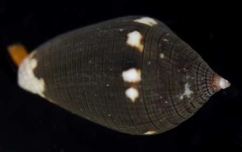 Lovellona atramentosa observed 2017-05-27