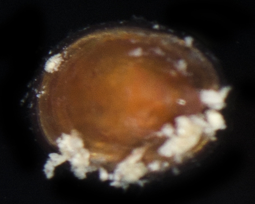 Williamia radiata observed 2017-05-27