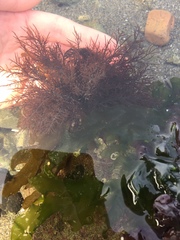 Cryptosiphonia woodii