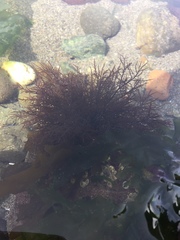 Cryptosiphonia woodii