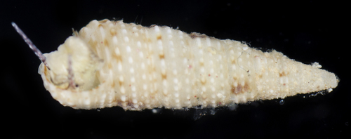 Cerithium interstriatum observed 2017-05-28